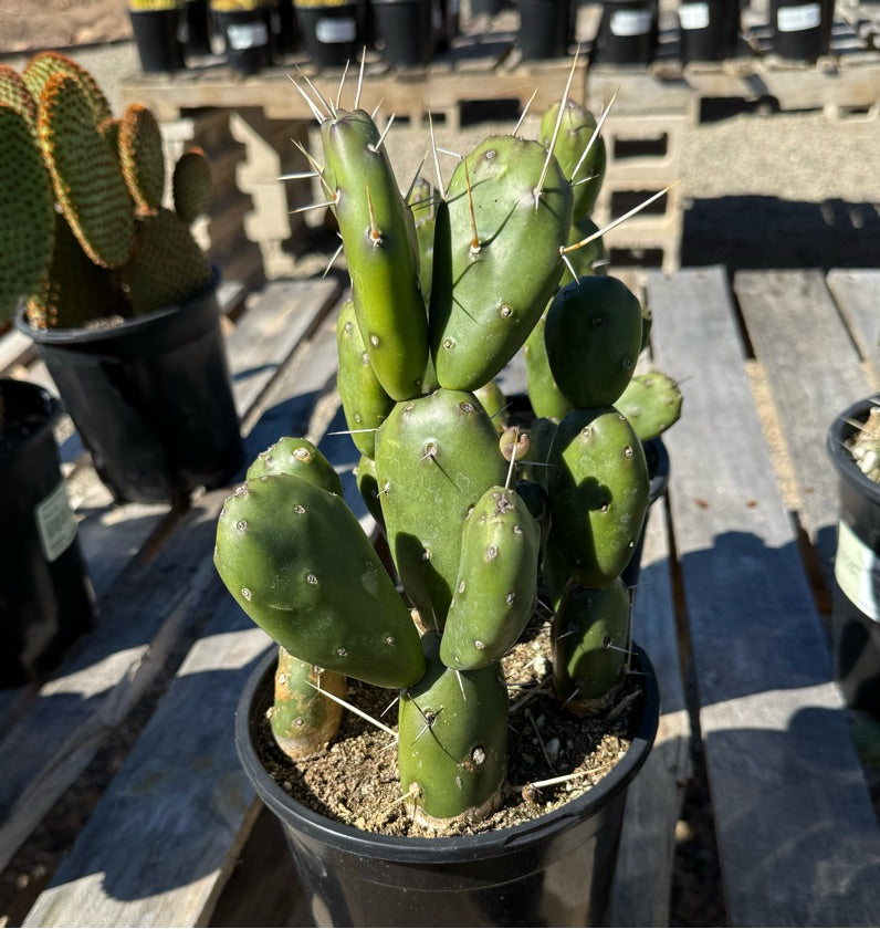1G OPUNTIA EMERALD WAVE