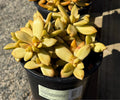 1G SEDUM ADOLPHI