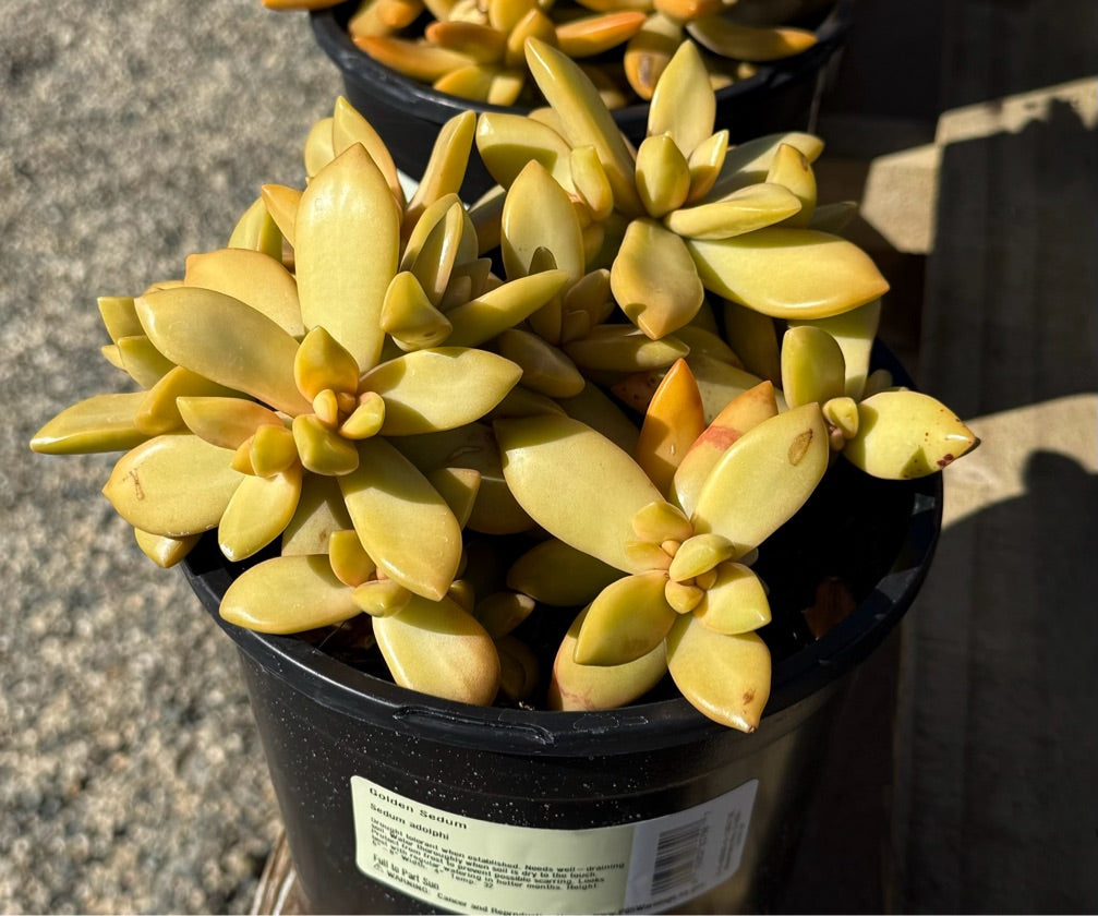 1G SEDUM ADOLPHI
