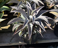 8" MANGAVE KELLY'S LAVENDER