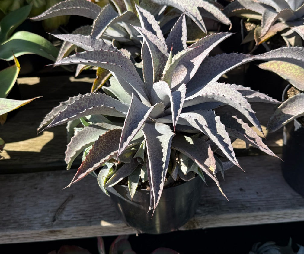 8" MANGAVE KELLY'S LAVENDER