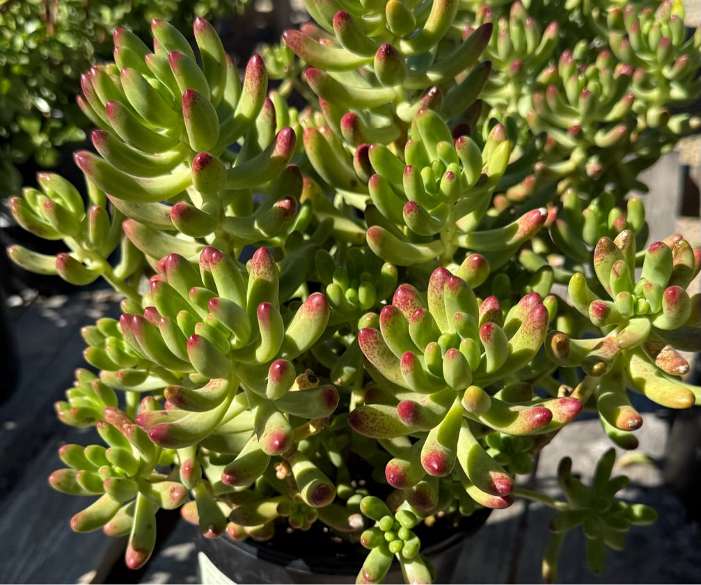 1G SEDUM SALSA