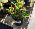 1G EUPHORBIA MILII