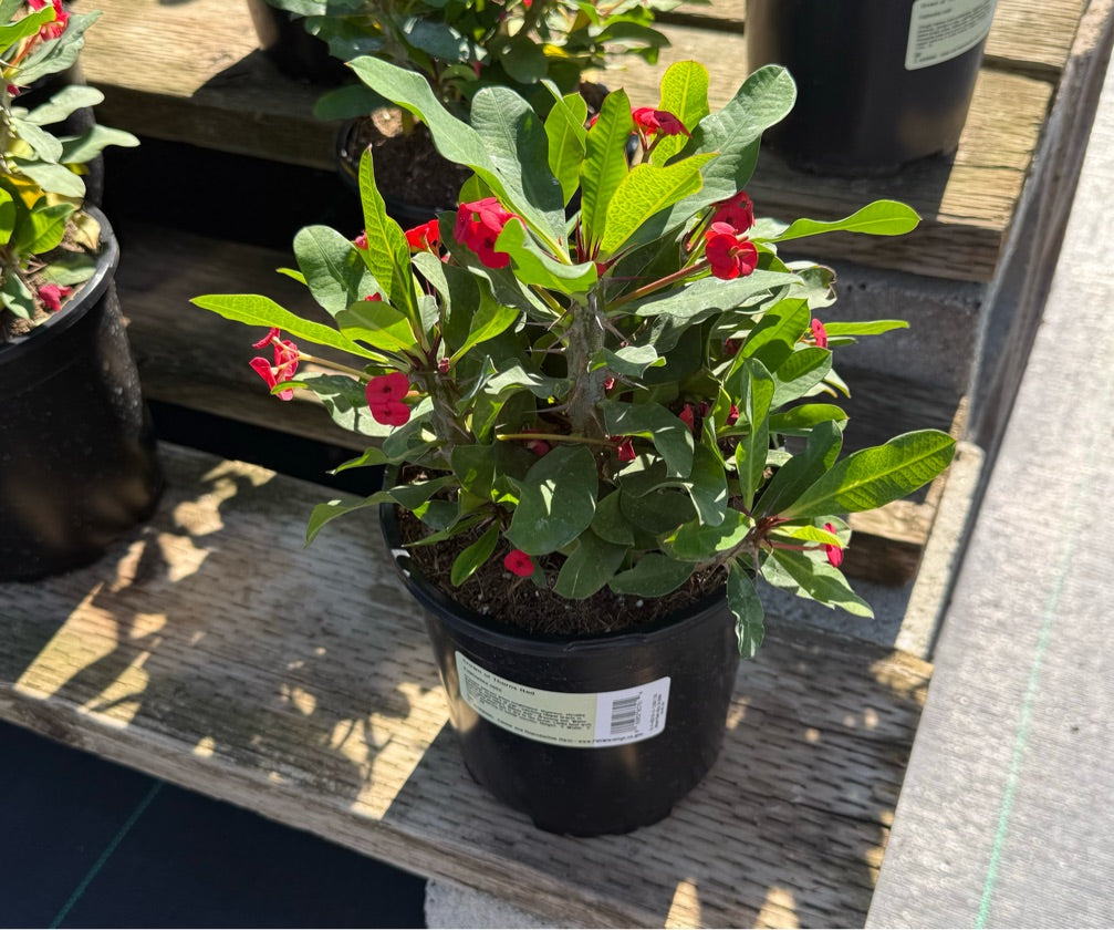 1G EUPHORBIA MILII