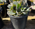 1G ECHEVERIA SWIRL