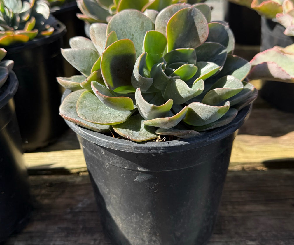 1G ECHEVERIA SWIRL