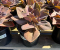 2G ECHEVERIA PURPLE PEARL