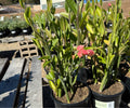 5G PEDILANTHUS BRACTEATUS