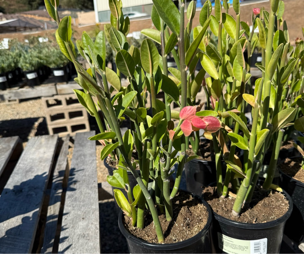 5G PEDILANTHUS BRACTEATUS