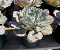 2G ECHEVERIA SAHARA