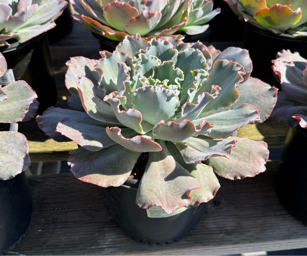 2G ECHEVERIA SAHARA