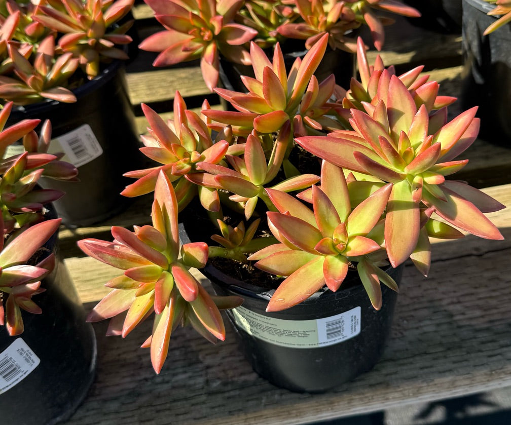 1G SEDUM ADOLPHI FIRESTORM