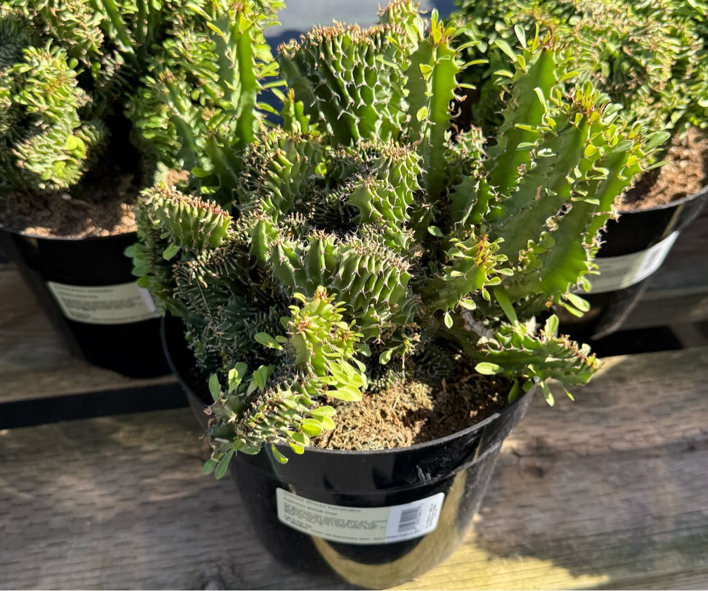 8" EUPHORBIA AMMAK CRISTATA