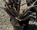 8" ALOE SWORDFISH