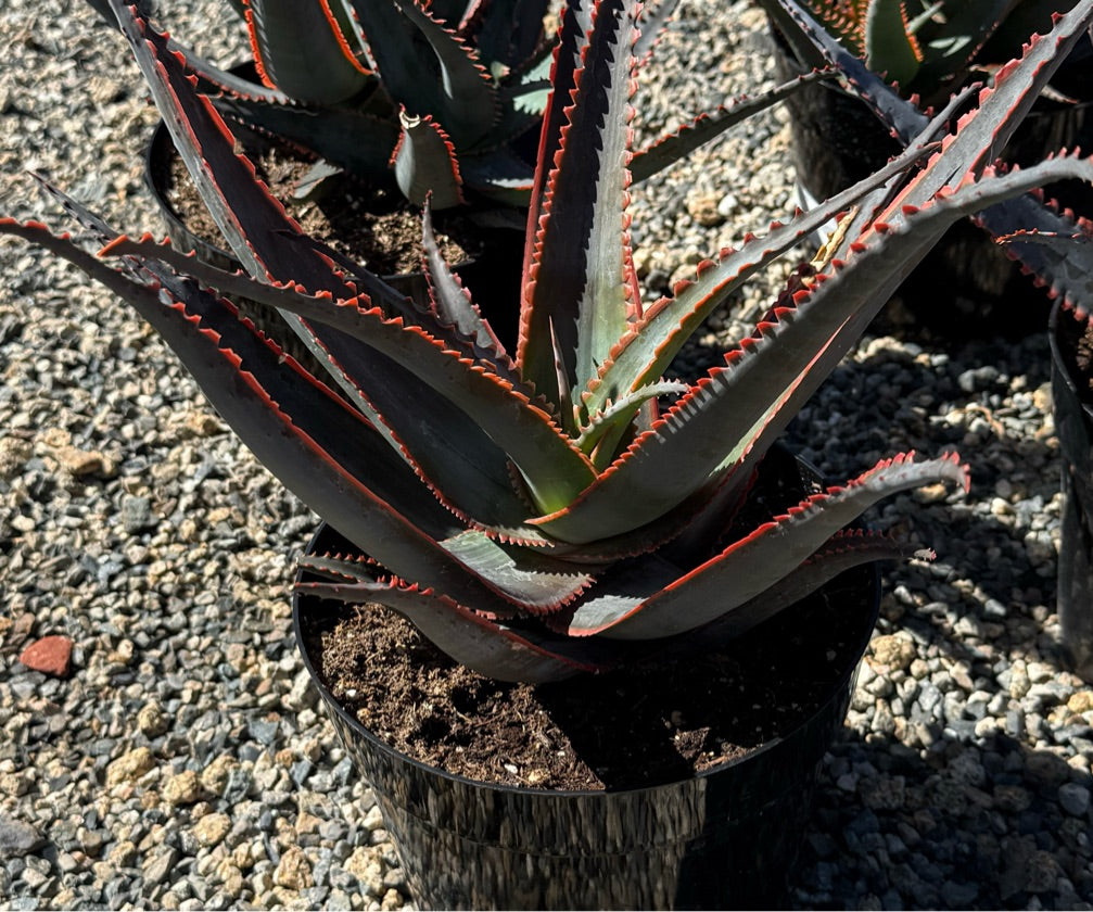 8" ALOE SWORDFISH