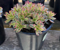 1G CRASSULA DAYDREAM