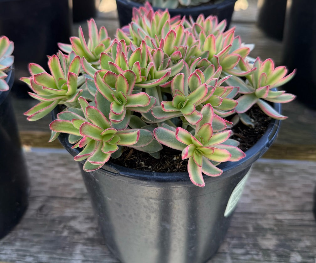1G CRASSULA DAYDREAM
