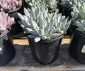1G PACHYPHYTUM MOONSILVER