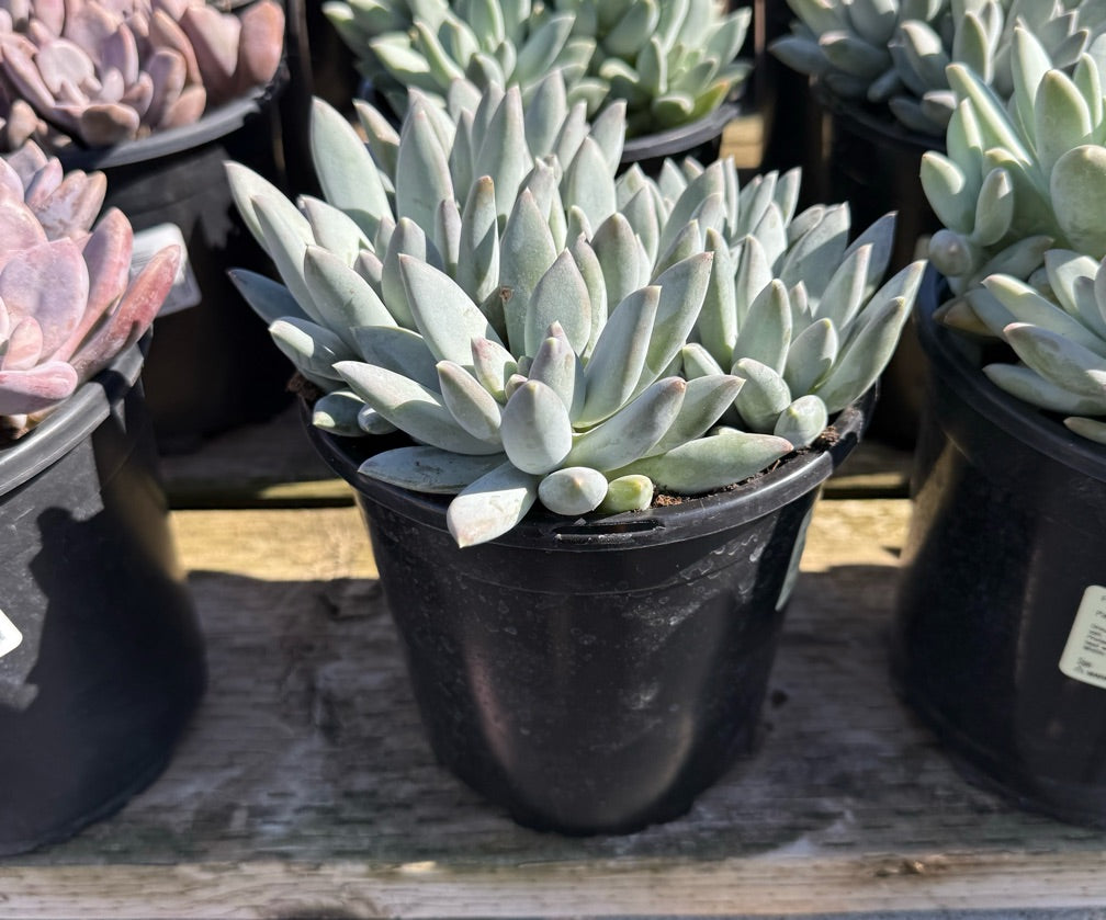1G PACHYPHYTUM MOONSILVER