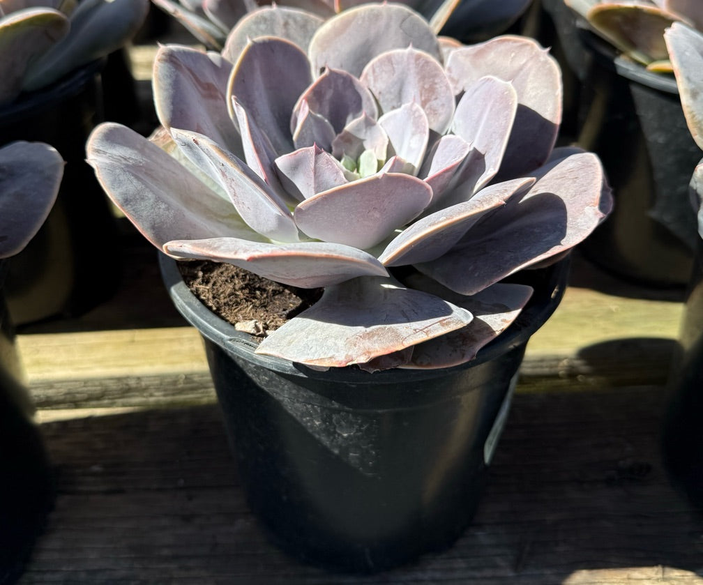 1G ECHEVERIA CREAMPUFF