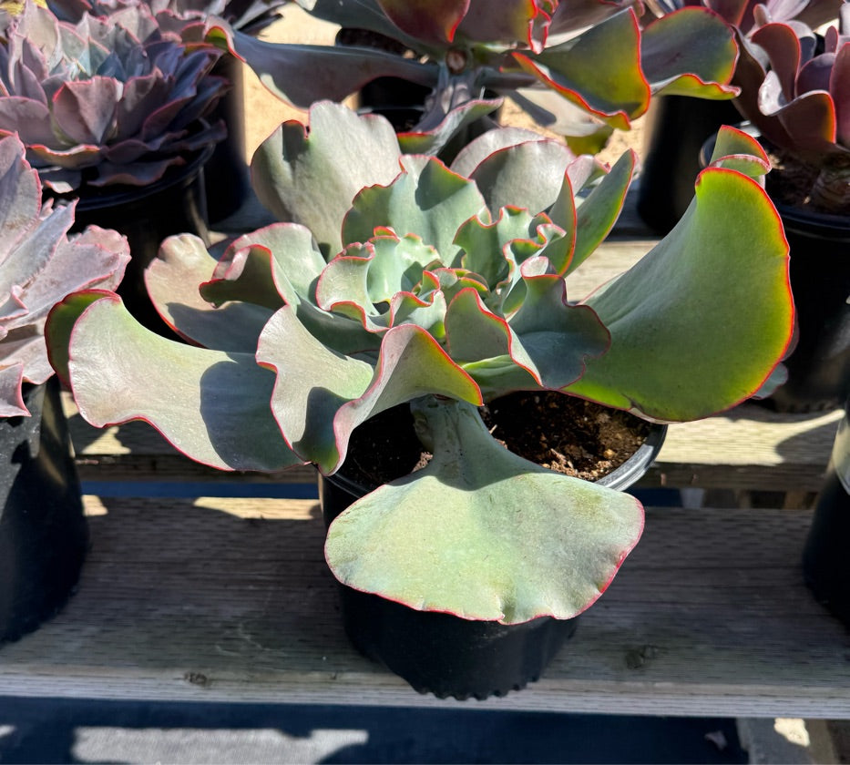 2G ECHEVERIA ISABELLA