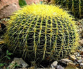 20" GOLDEN BARREL CACTUS