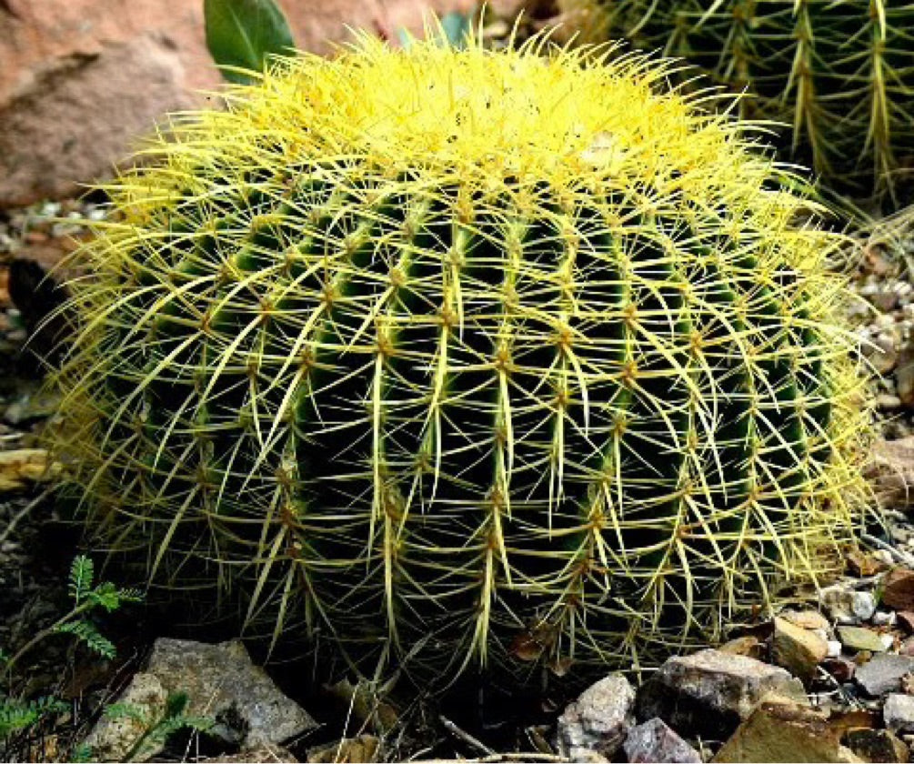 20" GOLDEN BARREL CACTUS