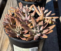 1G GRAPTOVERIA BLUE PEARL