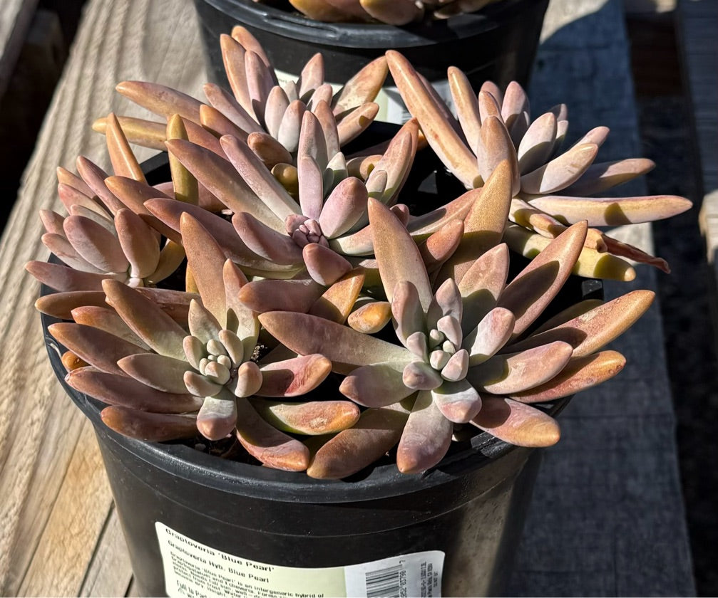 1G GRAPTOVERIA BLUE PEARL