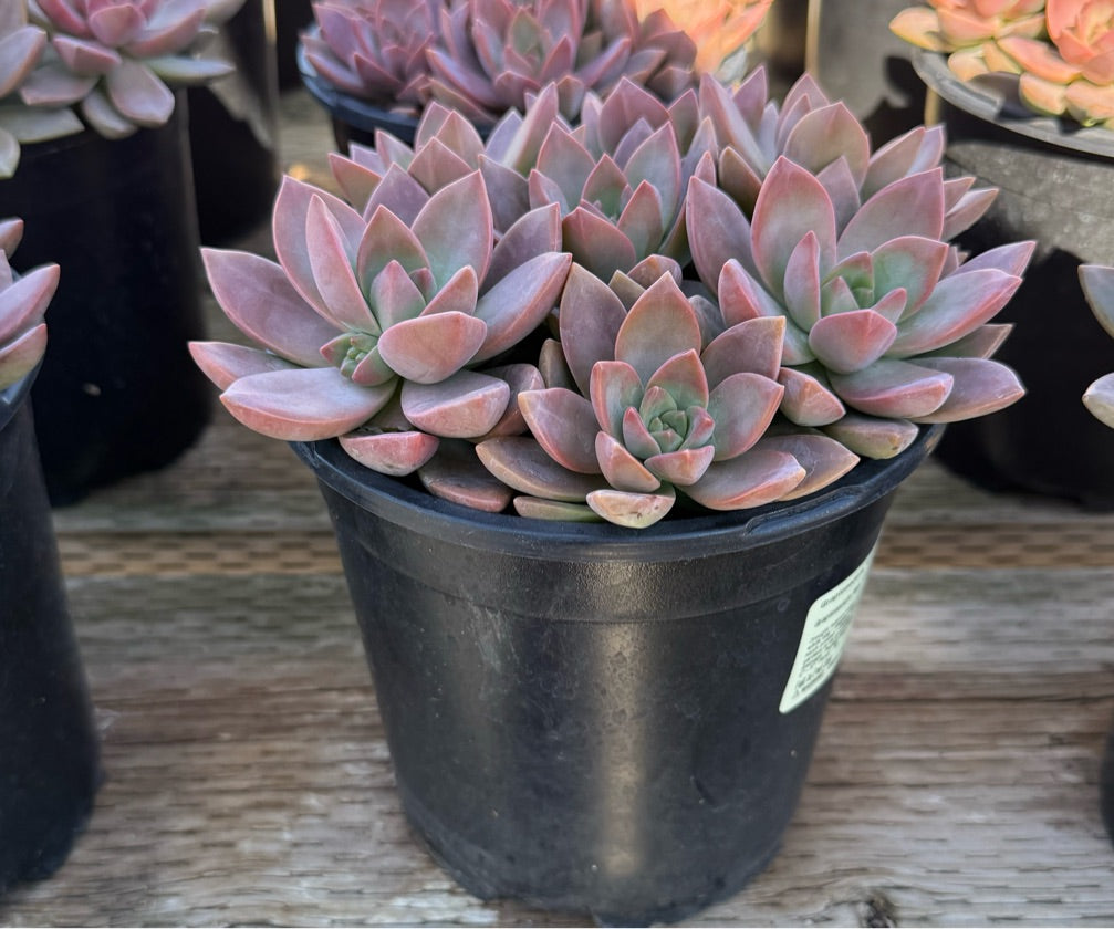 1G GRAPTOSEDUM CALIFORNIA SUNSET