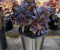 1G AEONIUM ZWARTKOP BLACK ROSE