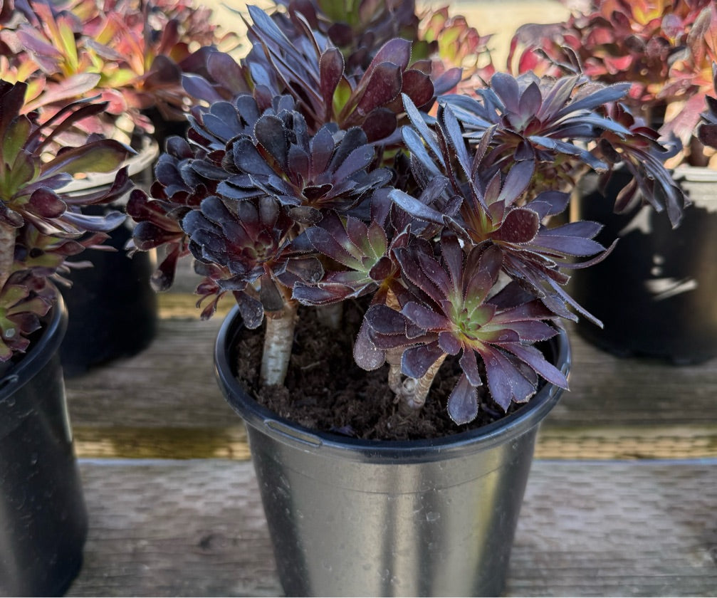 1G AEONIUM ZWARTKOP BLACK ROSE