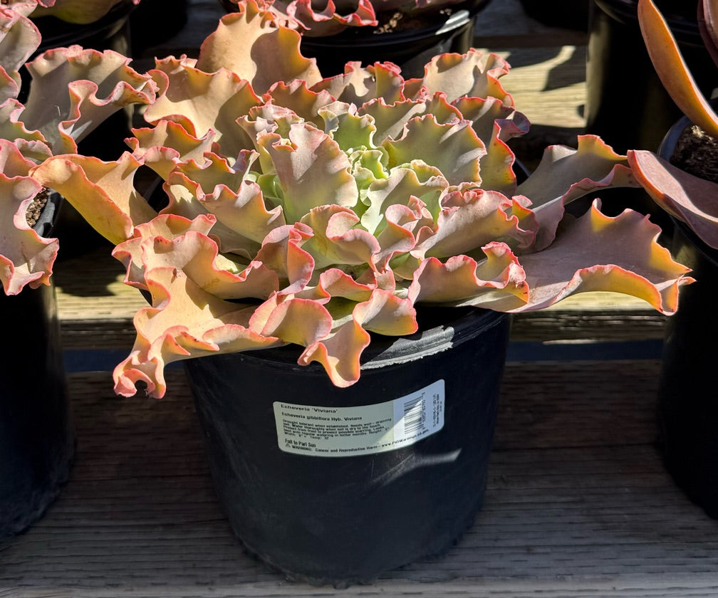 2G ECHEVERIA VIVIANA
