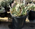 1G KALANCHOE HUMILIS