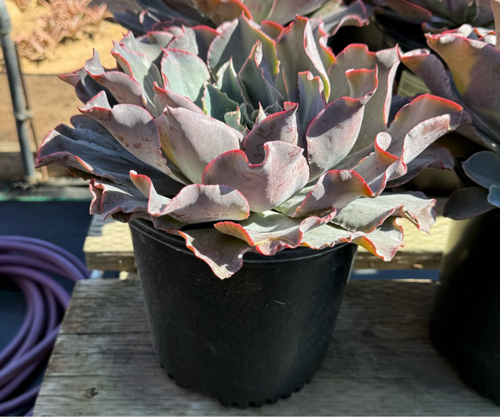 2G ECHEVERIA ANDROMEDA