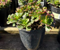1G ECHEVERIA MULTICAULIS