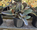 1G KALANCHOE ORGYALIS