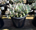 1G GRAPTOSEDUM BLUE GIANT