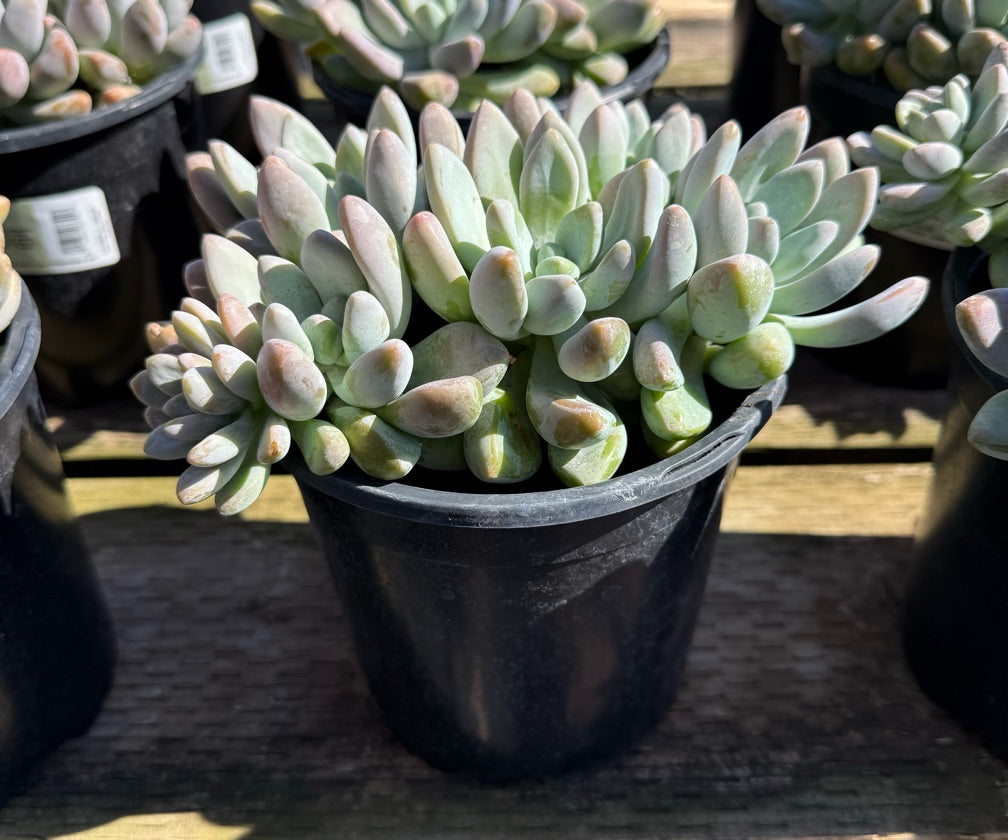 1G GRAPTOSEDUM BLUE GIANT