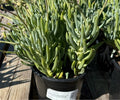 1G SENECIO MANDRALISCAE