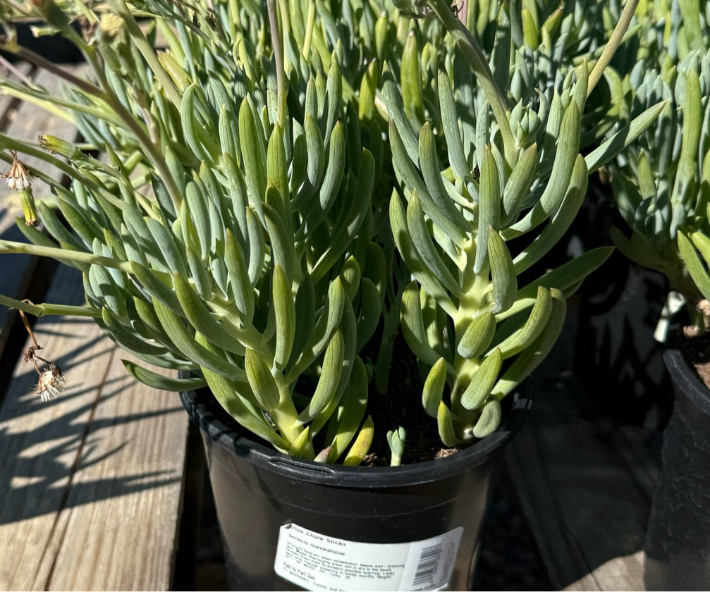 1G SENECIO MANDRALISCAE