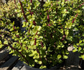 1G PORTULACARIA AFRA