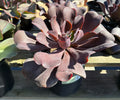 2G ECHEVERIA HORTENCIA
