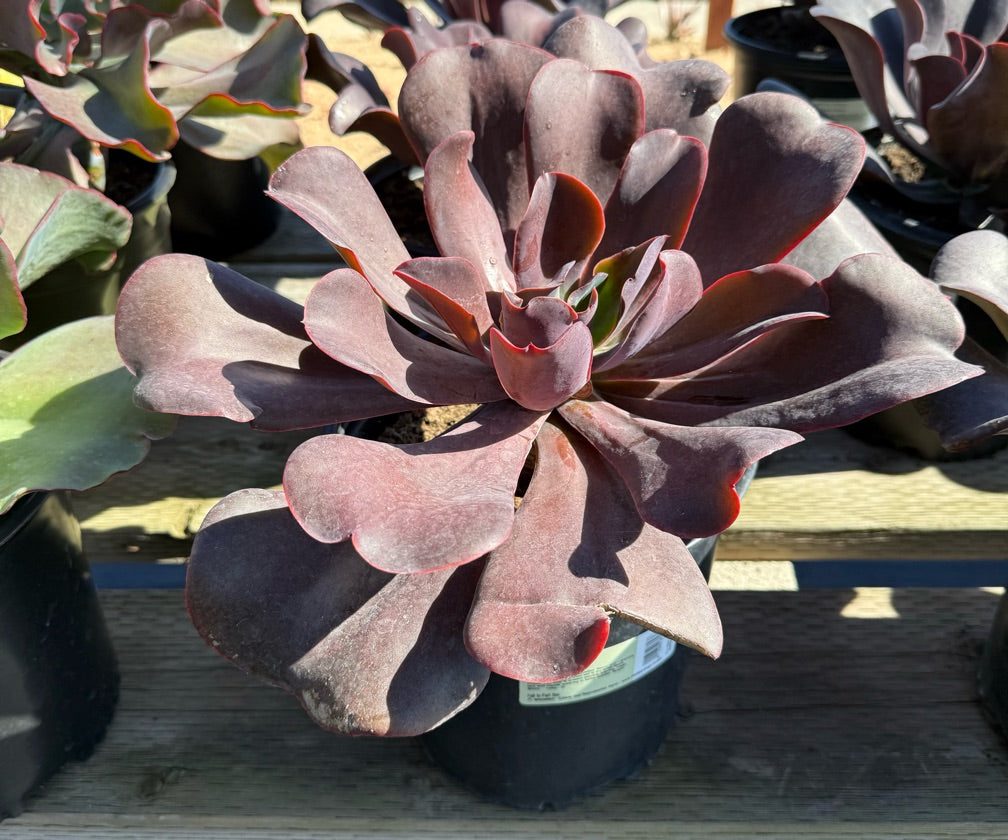 2G ECHEVERIA HORTENCIA