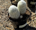 8" ESPOSTOA MELANOSTELE