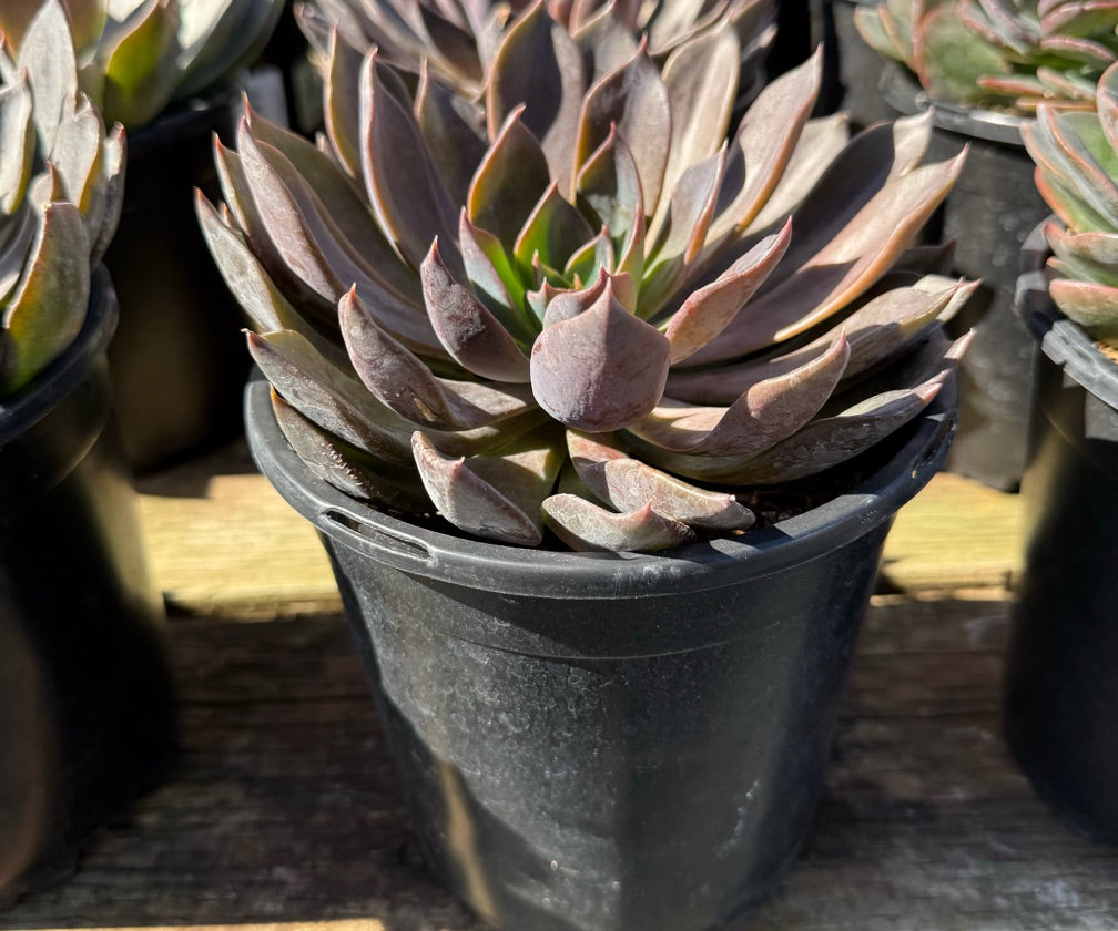 1G ECHEVERIA DARK MOON