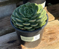 1G ECHEVERIA ELFSTONE