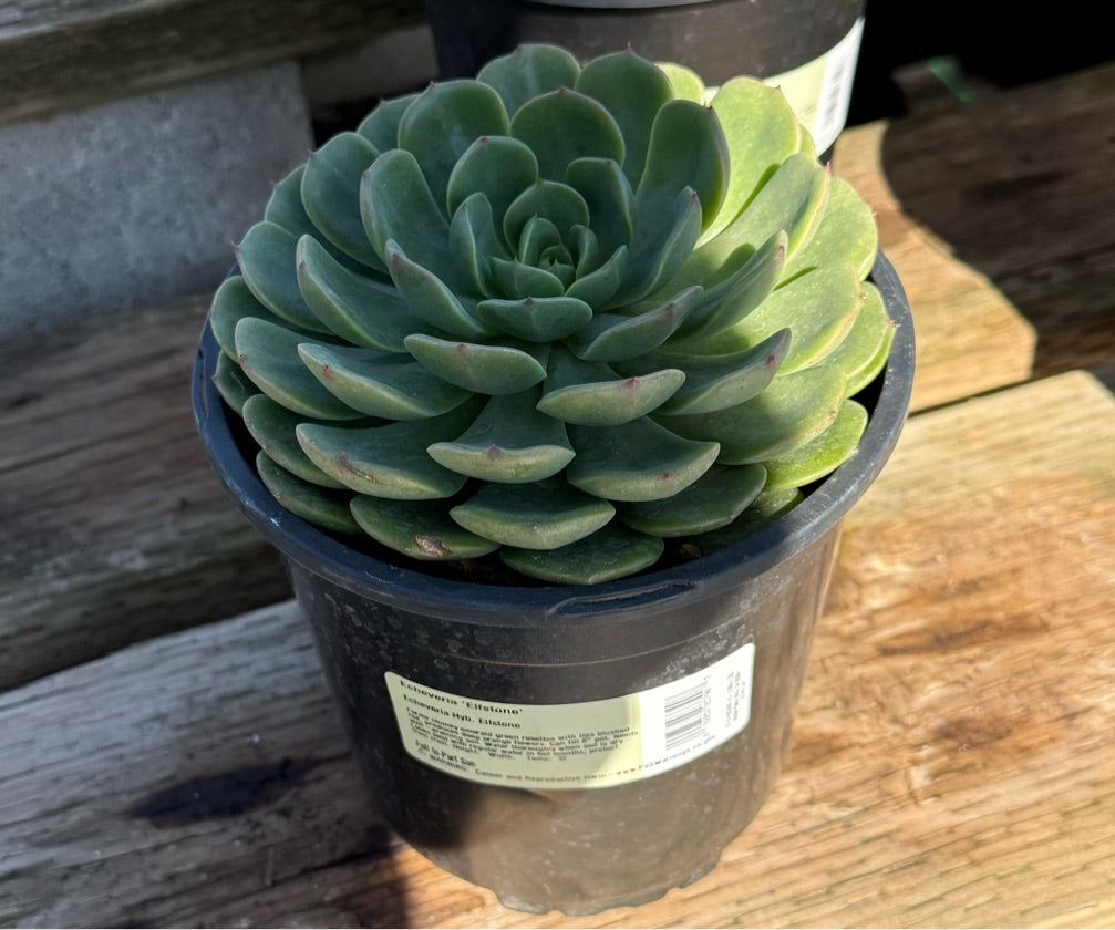 1G ECHEVERIA ELFSTONE