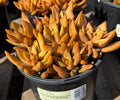 1G SEDUM SUNSET