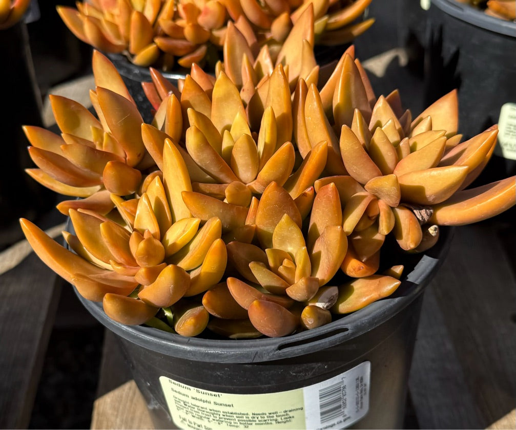 1G SEDUM SUNSET